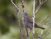 Lincolns Sparrow 3274